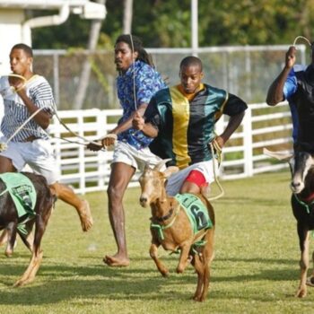 Goat Racing in Tobago