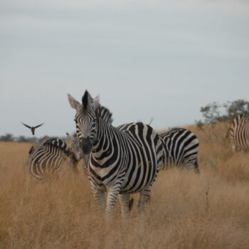 Kruger Direct to Cape Town flights!