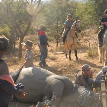 Game Census On Horse-Back