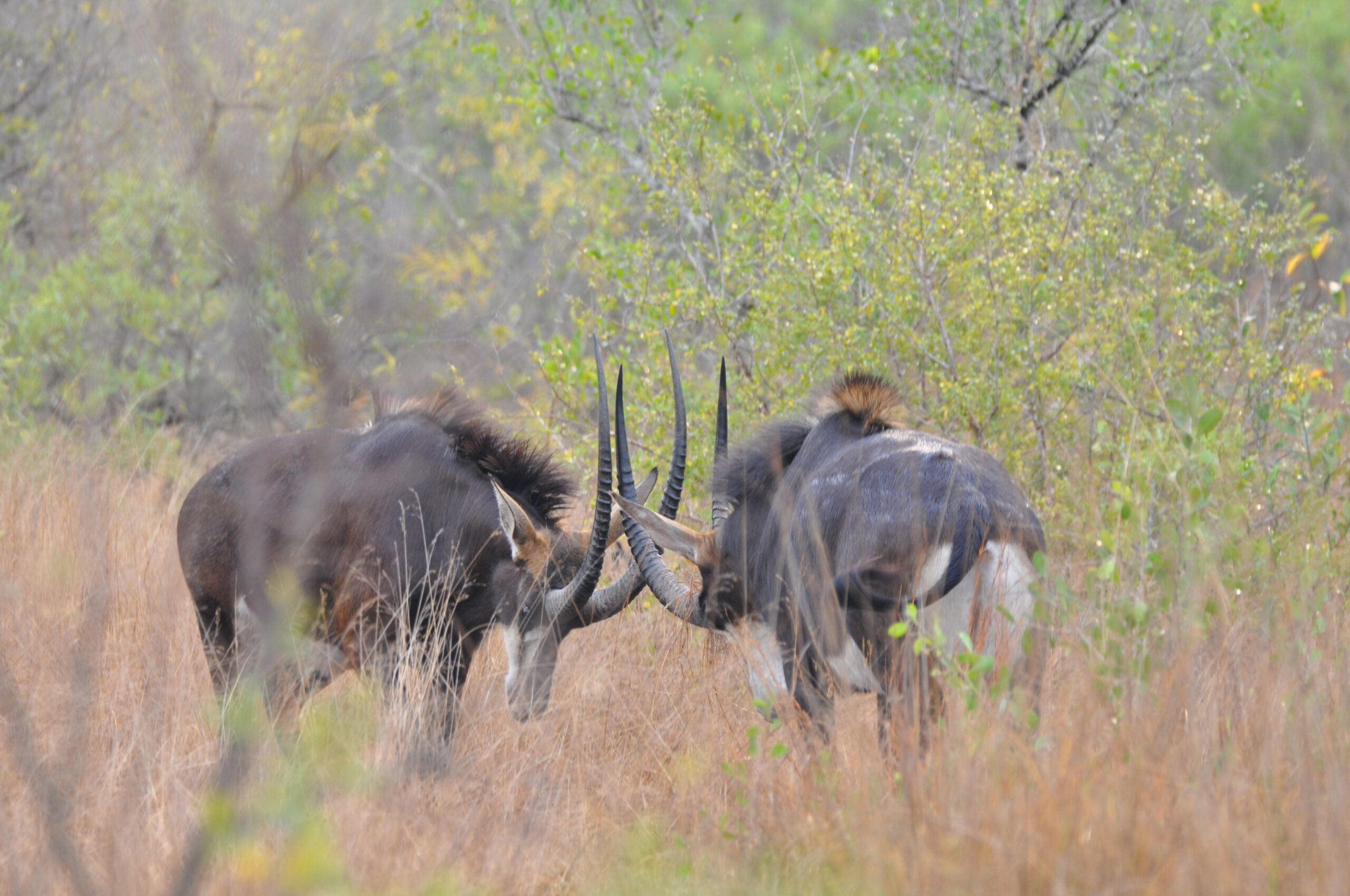 Fleewinter travel tips, sable antelope fighting