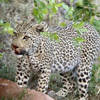 What to Expect on an African Safari, leopard with kill