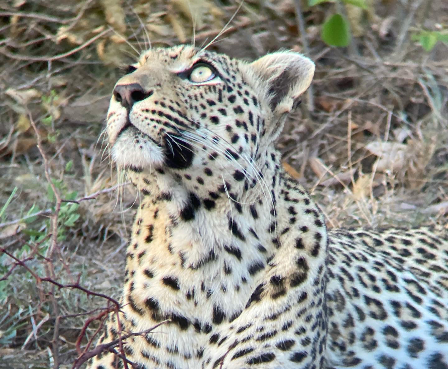 Exclusive Luxury - Leopard