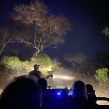 Fleewinter - South Africa night drive