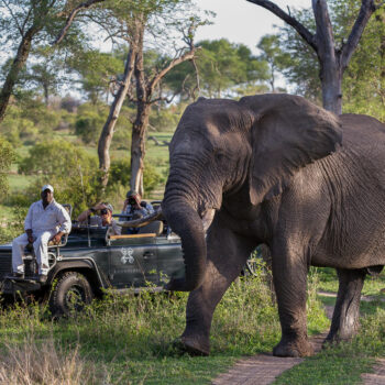 Fleewinter - elephant encounter