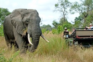 Kruger Safari