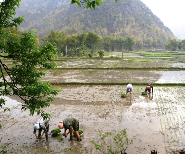 Workers tend the rice paddies in Mai Chau, Vietnam