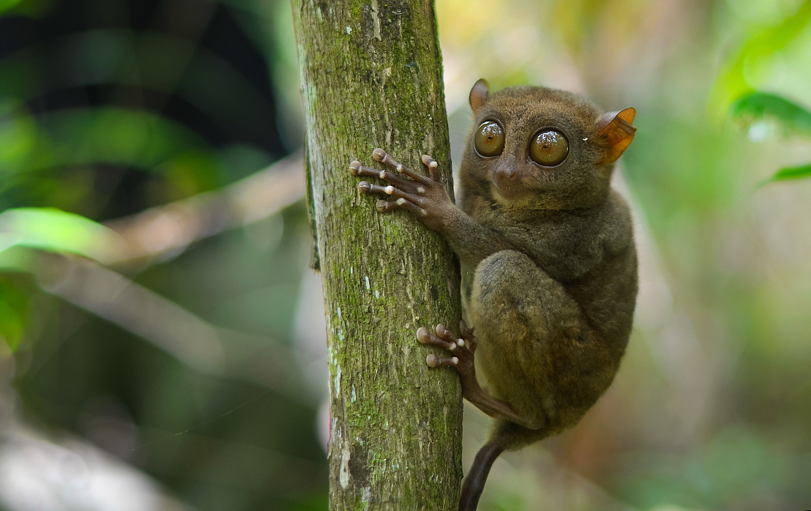 tarsier-bohol