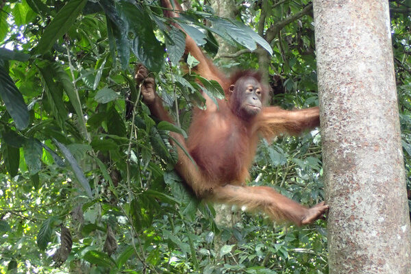 Orangutan of Sepilok - Borneo