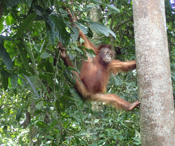 Orangutan of Sepilok