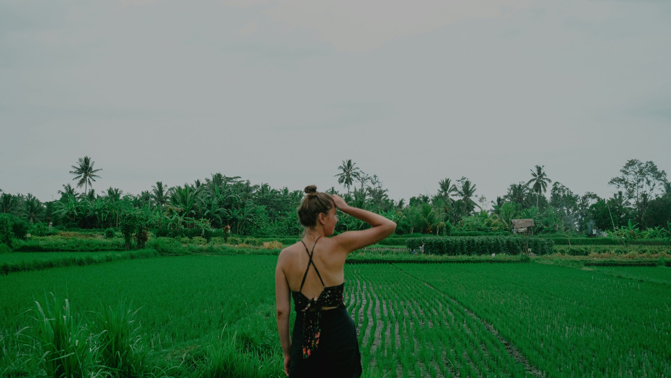 Bali Ricefields