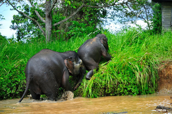 Borneo-pygmy-elephants