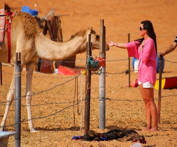Hanging with the Camels in Oman. 