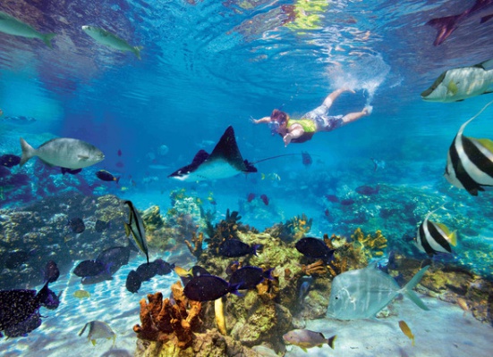 Lorde Howe Island Australia Snorkeling