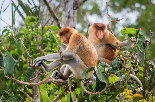 proboscis-monkeys-borneo