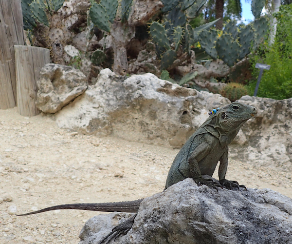 Blue iguana, Grand Cayman