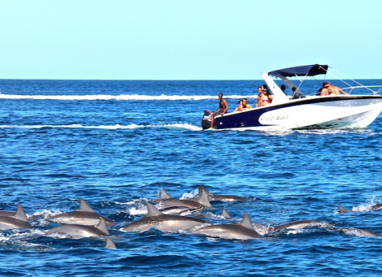 Mauritius Holiday Sailing Dolphins