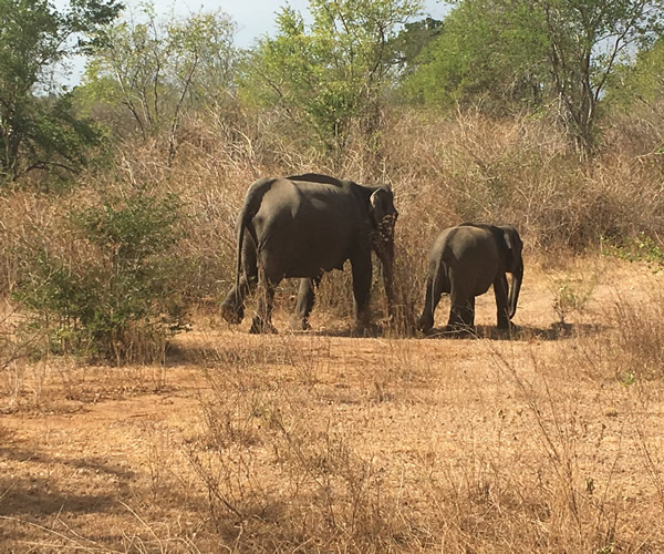 Mother & calf 'in unison', Uda Walawe National Park