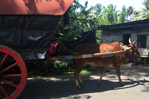 Ox & cart on the streets of Galle Fort