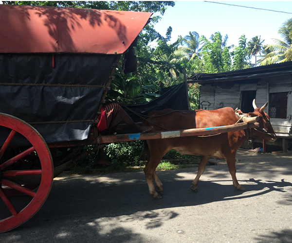 Ox & cart on the streets of Galle Fort
