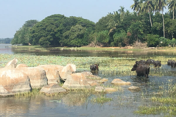 Water buffalo near Yala