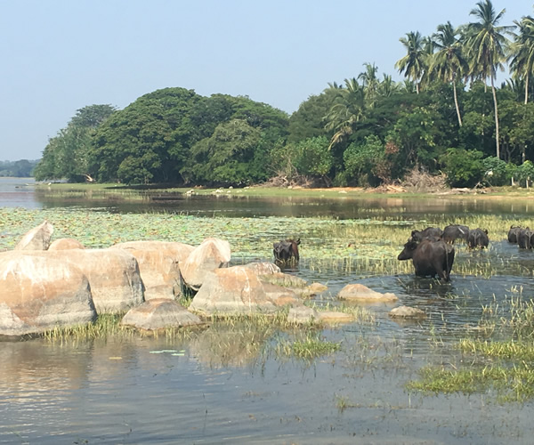 Water buffalo near Yala