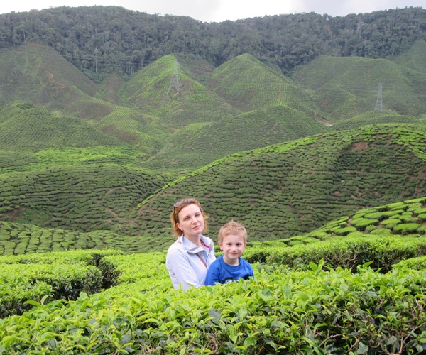 Tea Plantations, Malaysia 