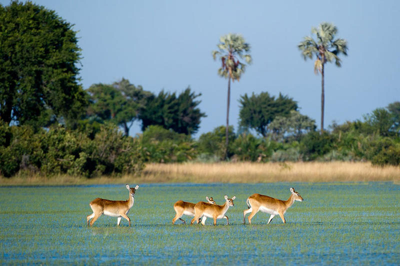 Okavango antelope