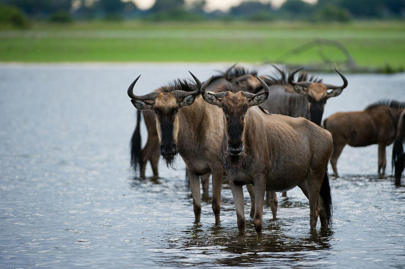 Okavango floods