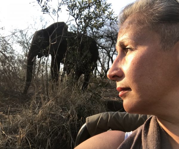 Close encounters with elephants during a game drive