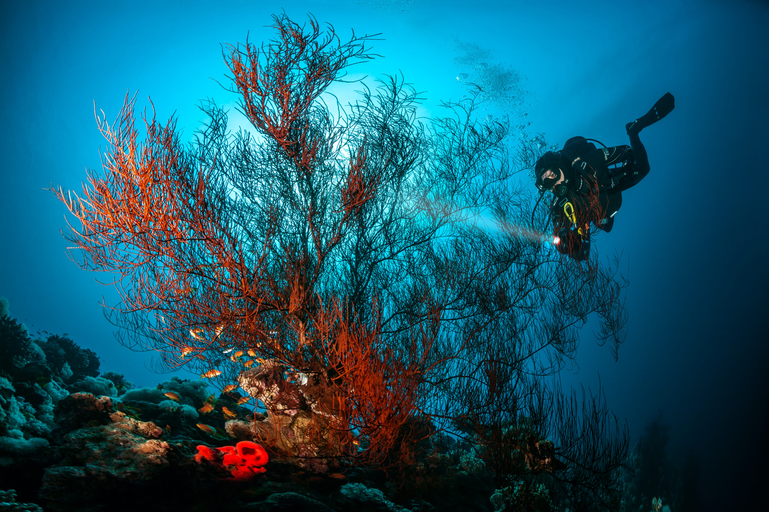 Aqaba Diving