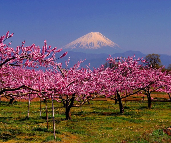 Mount Fuji at cherry blossom