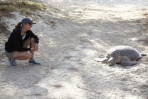 Heron Island turtles