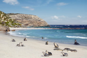 Seal Bay Kangaroo Island