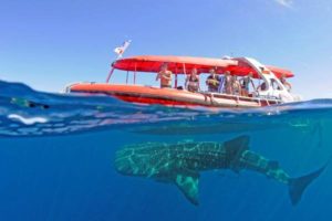 Swimming with whale sharks WA