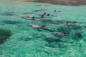 Pod of Bottlenose Dolphins, Bay of Shoals, Kangaroo Island