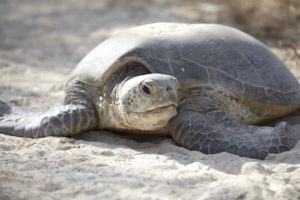 Heron Island Turtles
