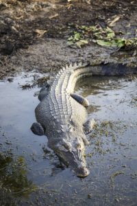 Crocodile Australia
