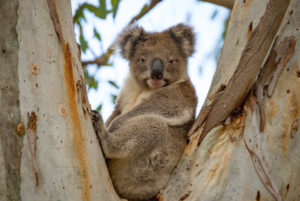 Koala, Cygnet River, Kangaroo Island