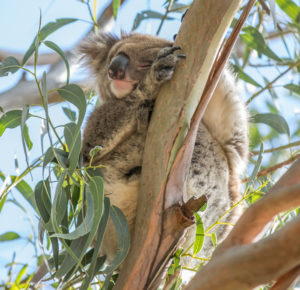 cuddle a koala australia