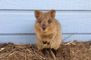 Selfie with a quokka