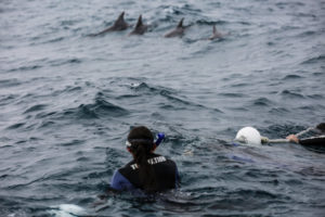 Swimming with dolphins australia