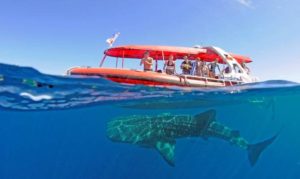 swim with whale sharks ningaloo Reef