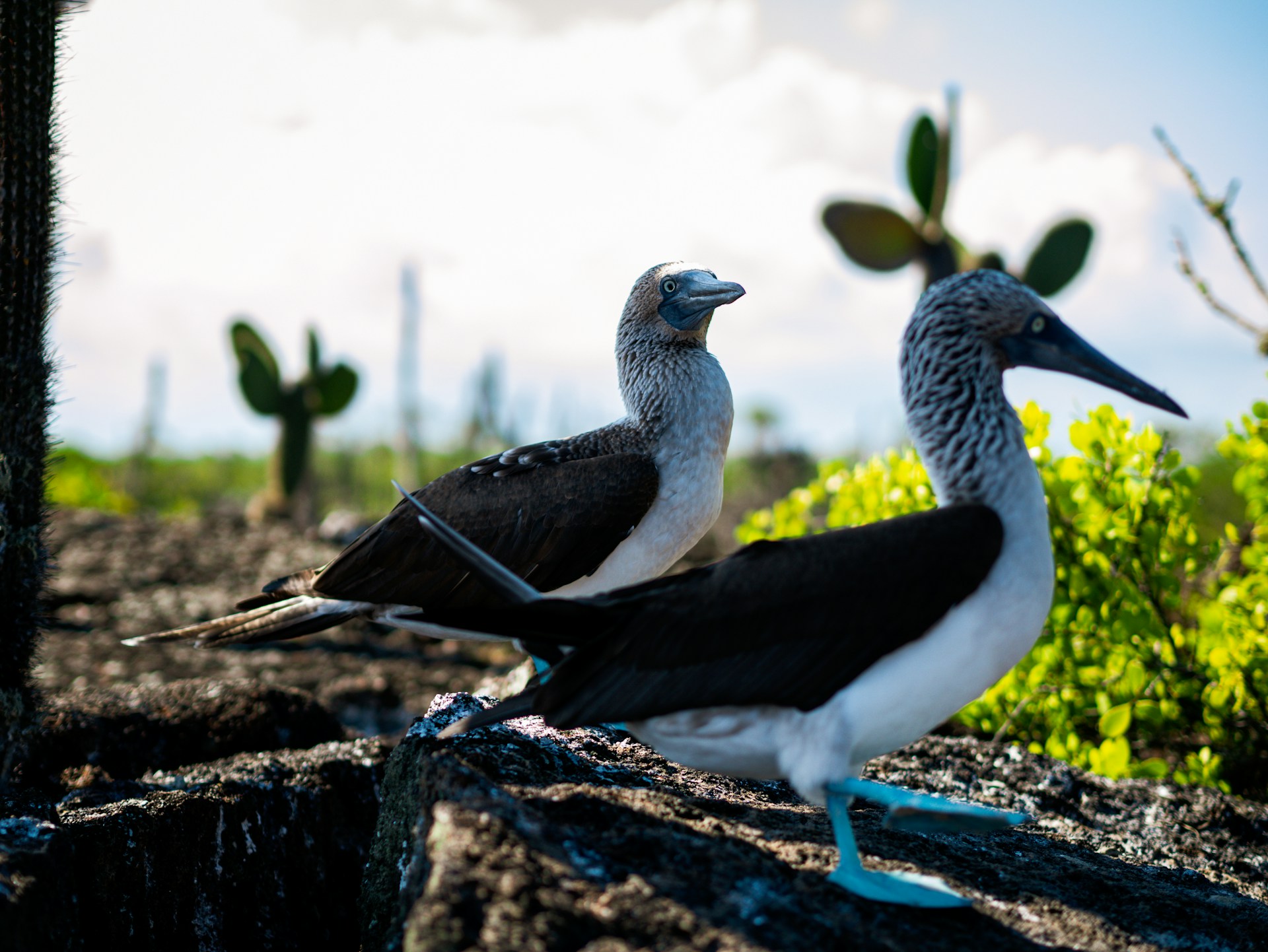 Blue footed boobies in the Galapagos