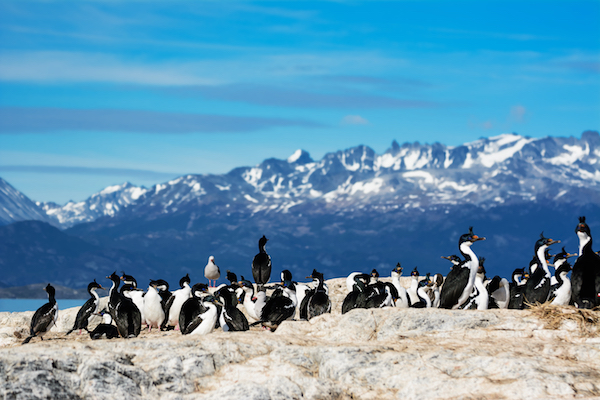 Penguins Patagonia