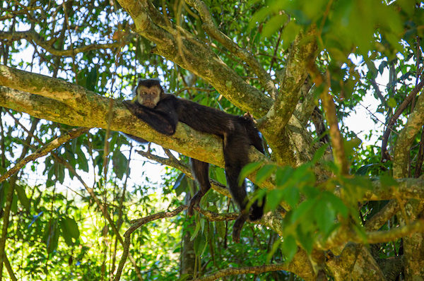 Iguazu jungle wildlife