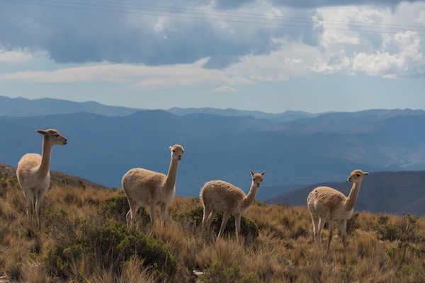 Llamas Argentina