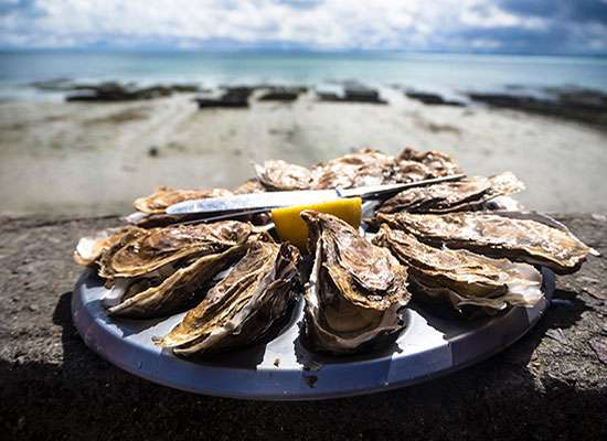 Sample Oysters farmed in Ston