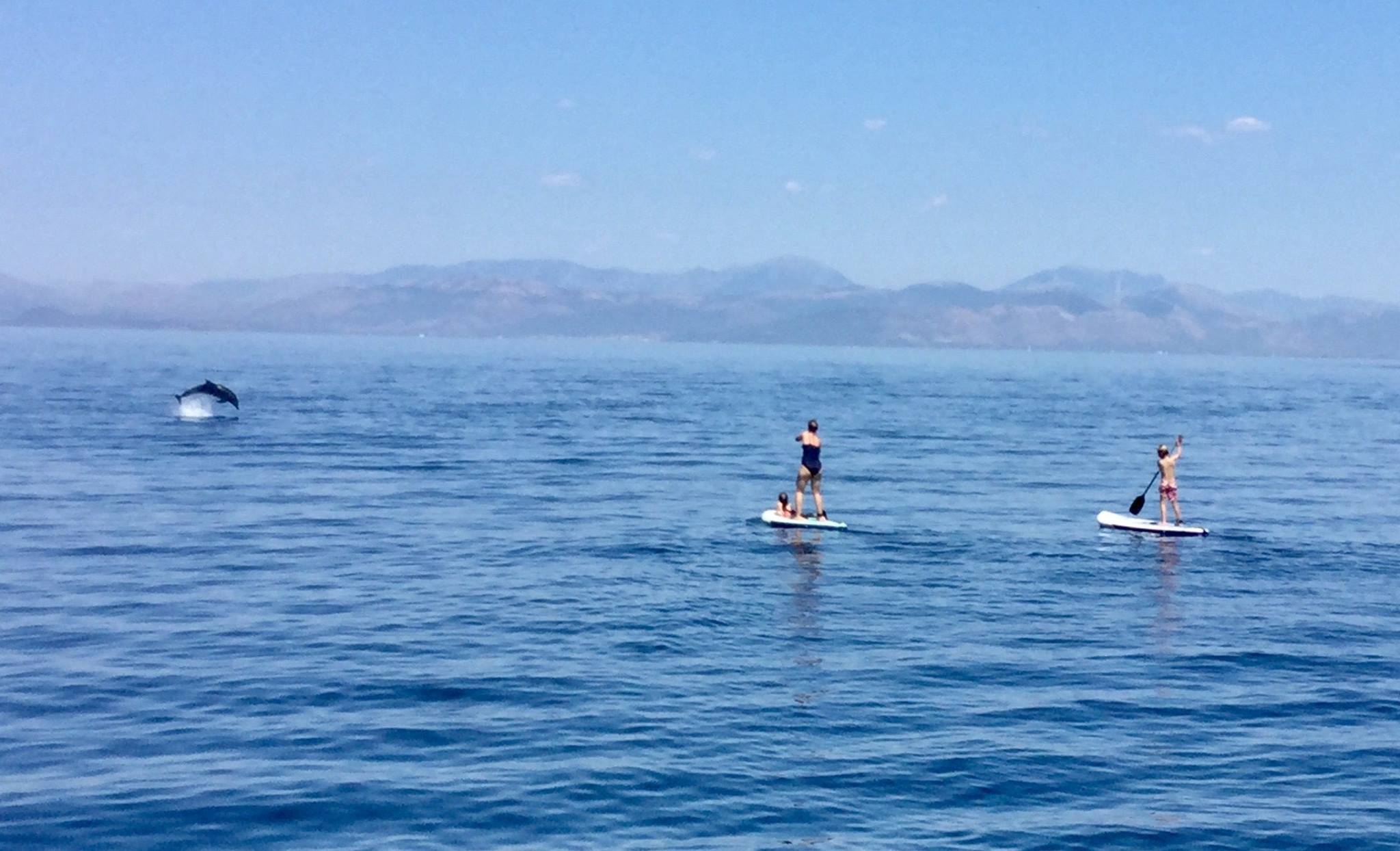 You see a lot sailing in Greece...including paddleboarding with dolphins!