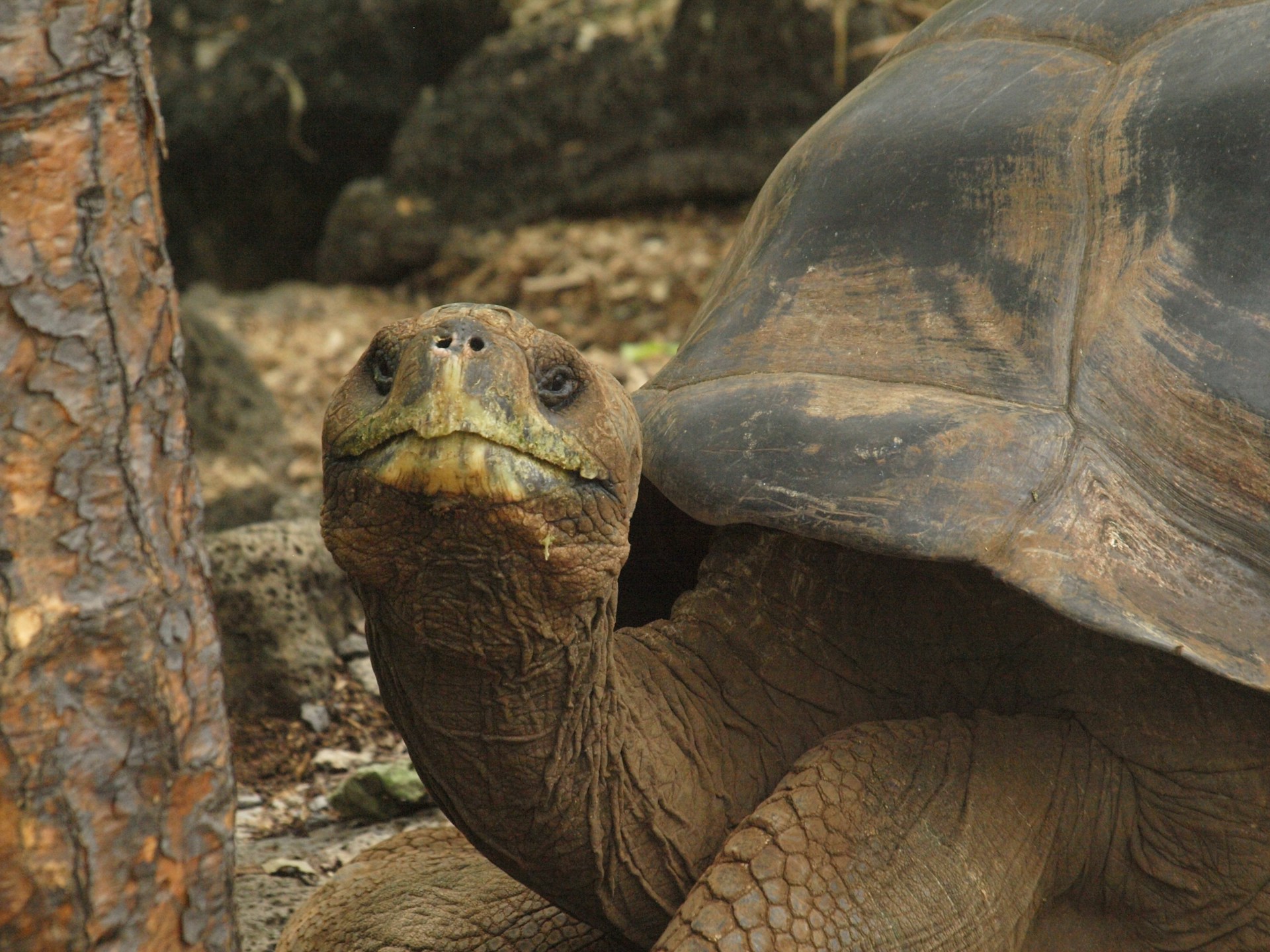 GALAPAGOS TORTOISE DARWIN CENTRE