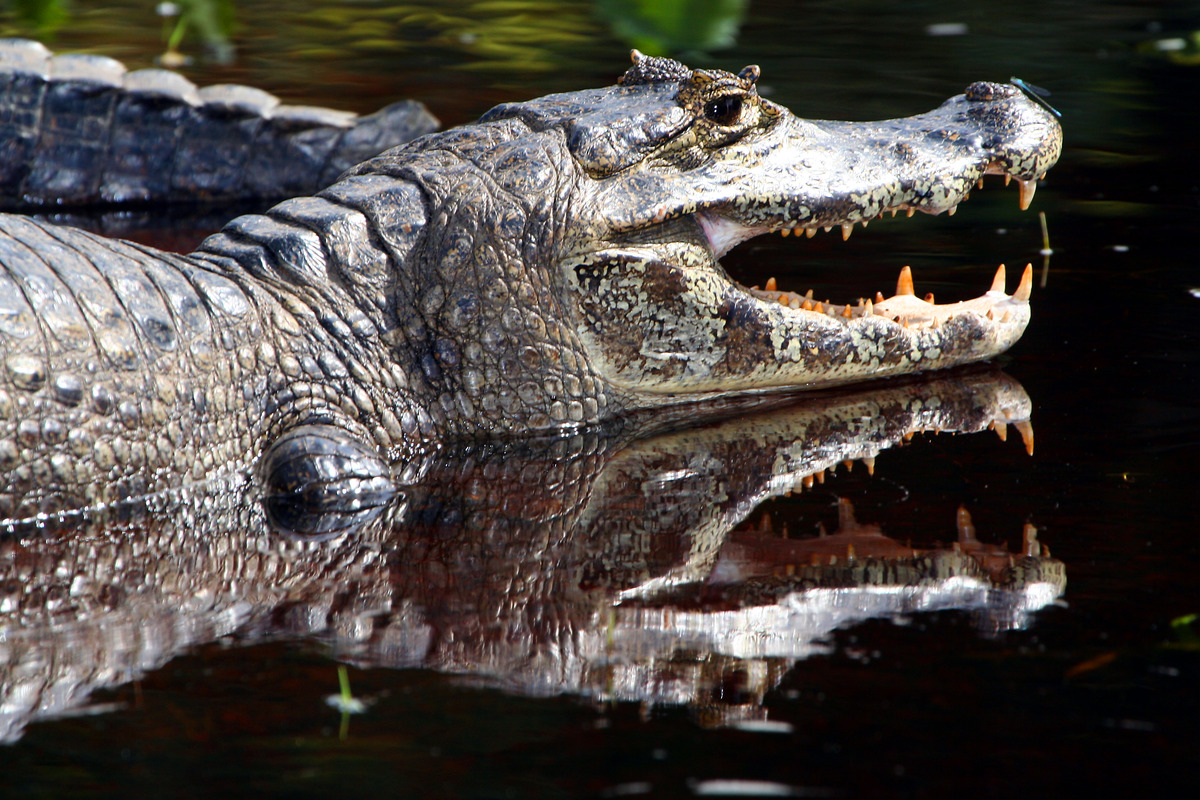 Caiman - Caiman Ecological Refuge - Brazil (1)